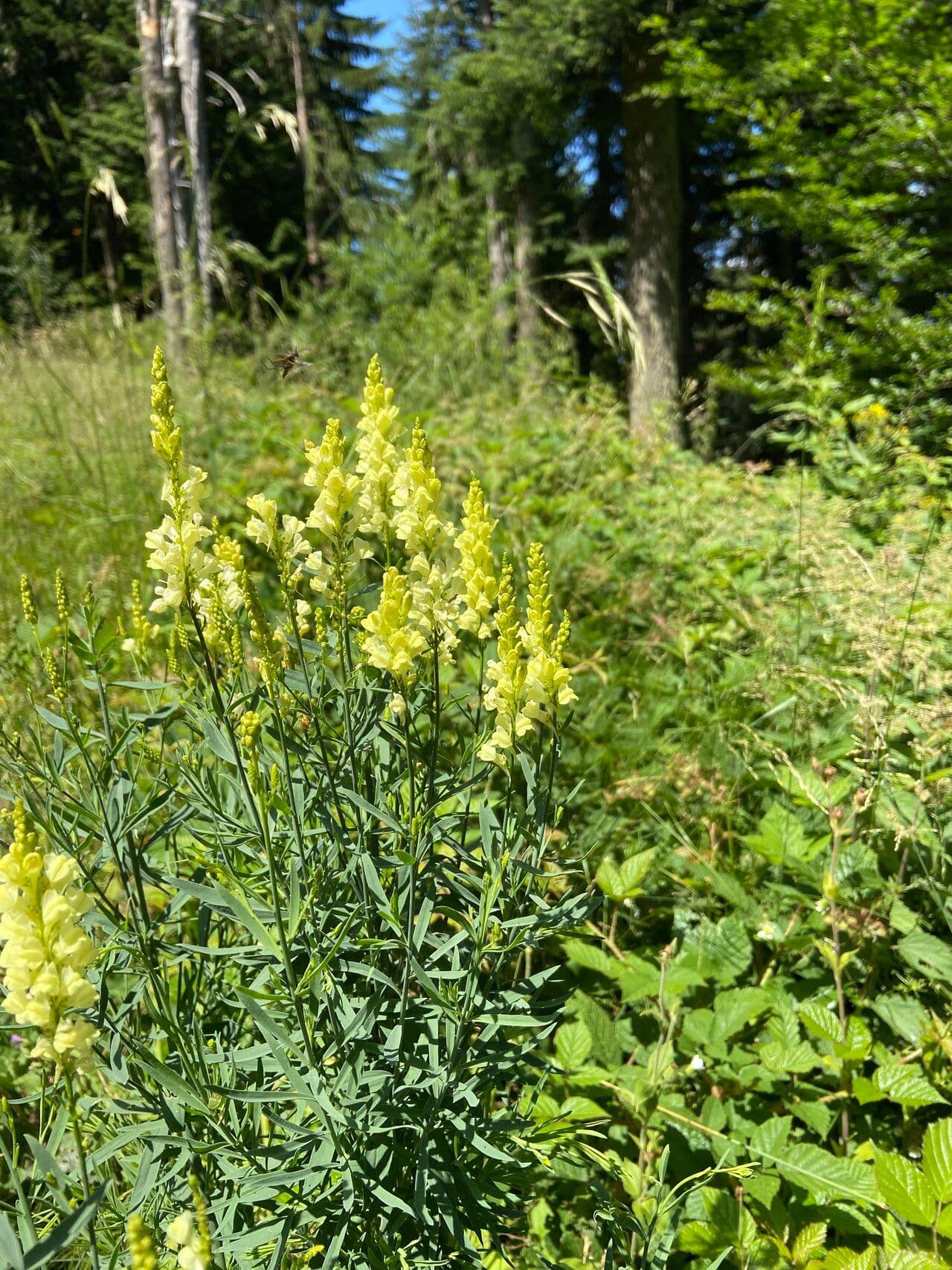 Schmalblättriges Leinkraut 10