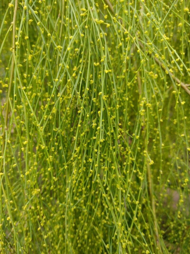 Exocarpos 9