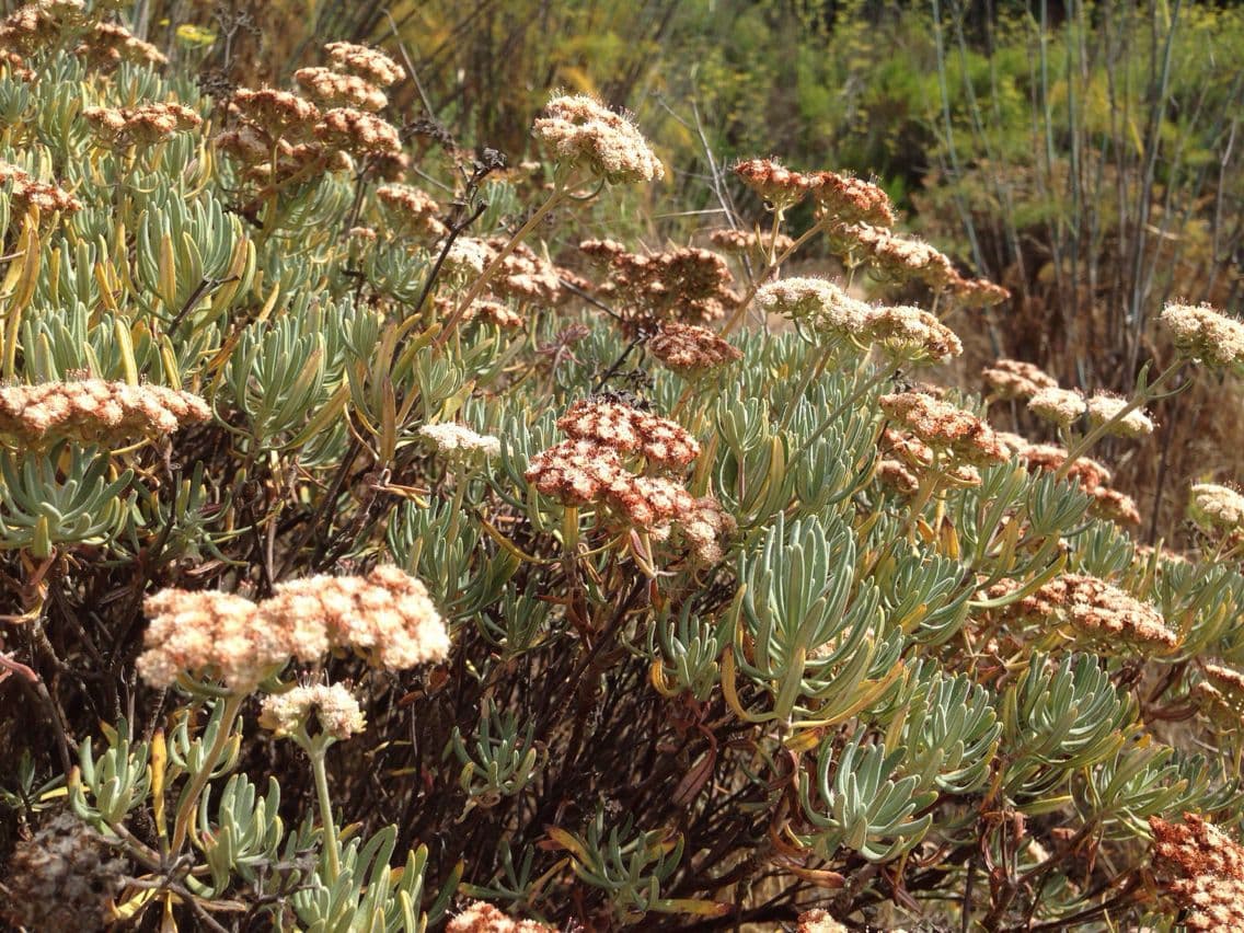 Eriogonum 6