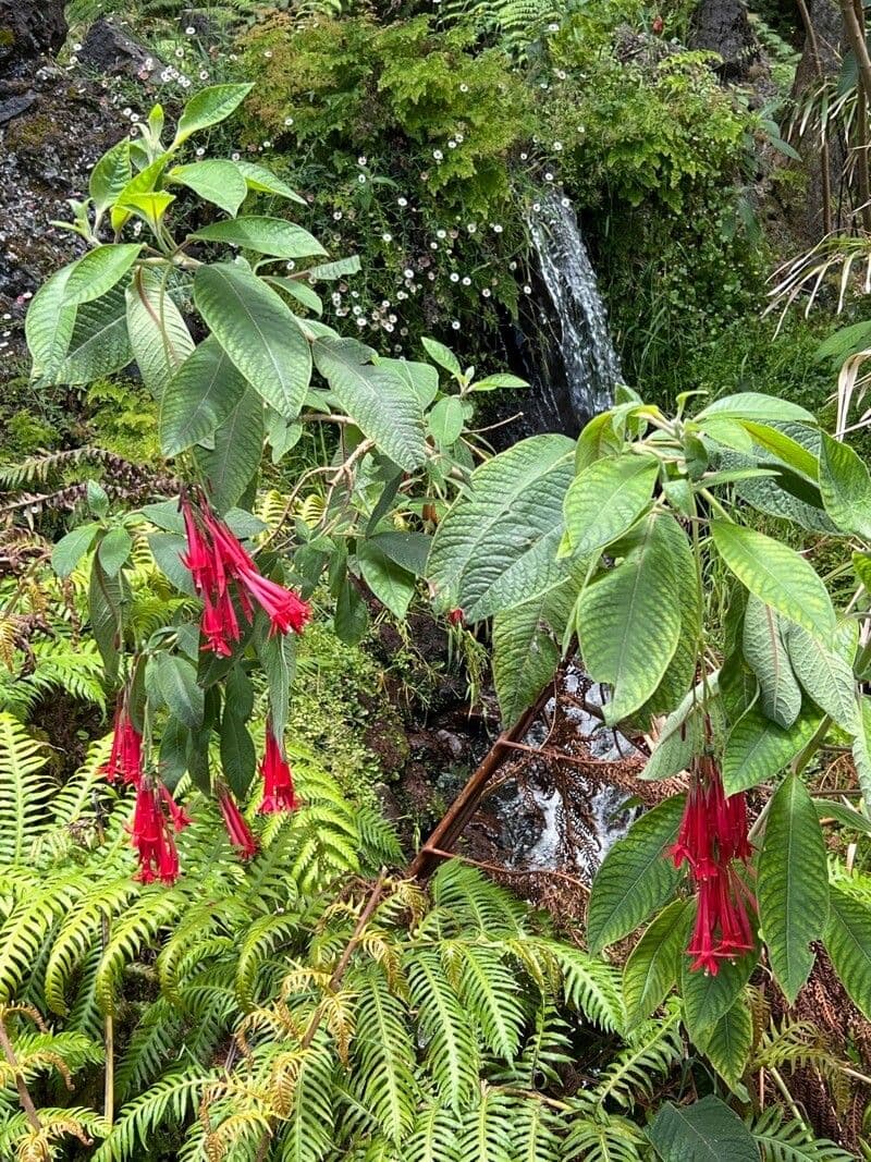 Fuchsien 15