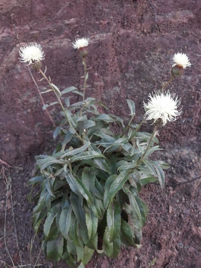 Klasea flavescens 11