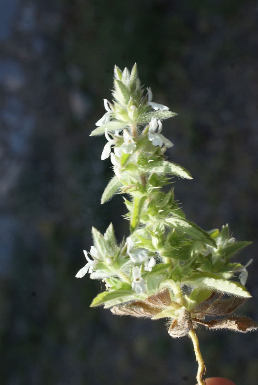Sideritis romana 8