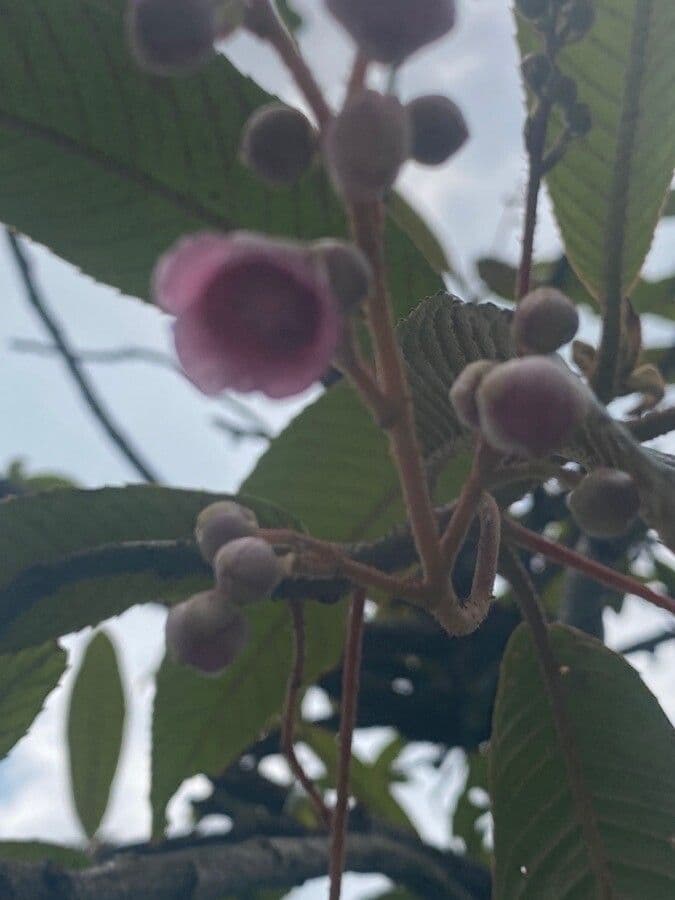 Saurauia 2