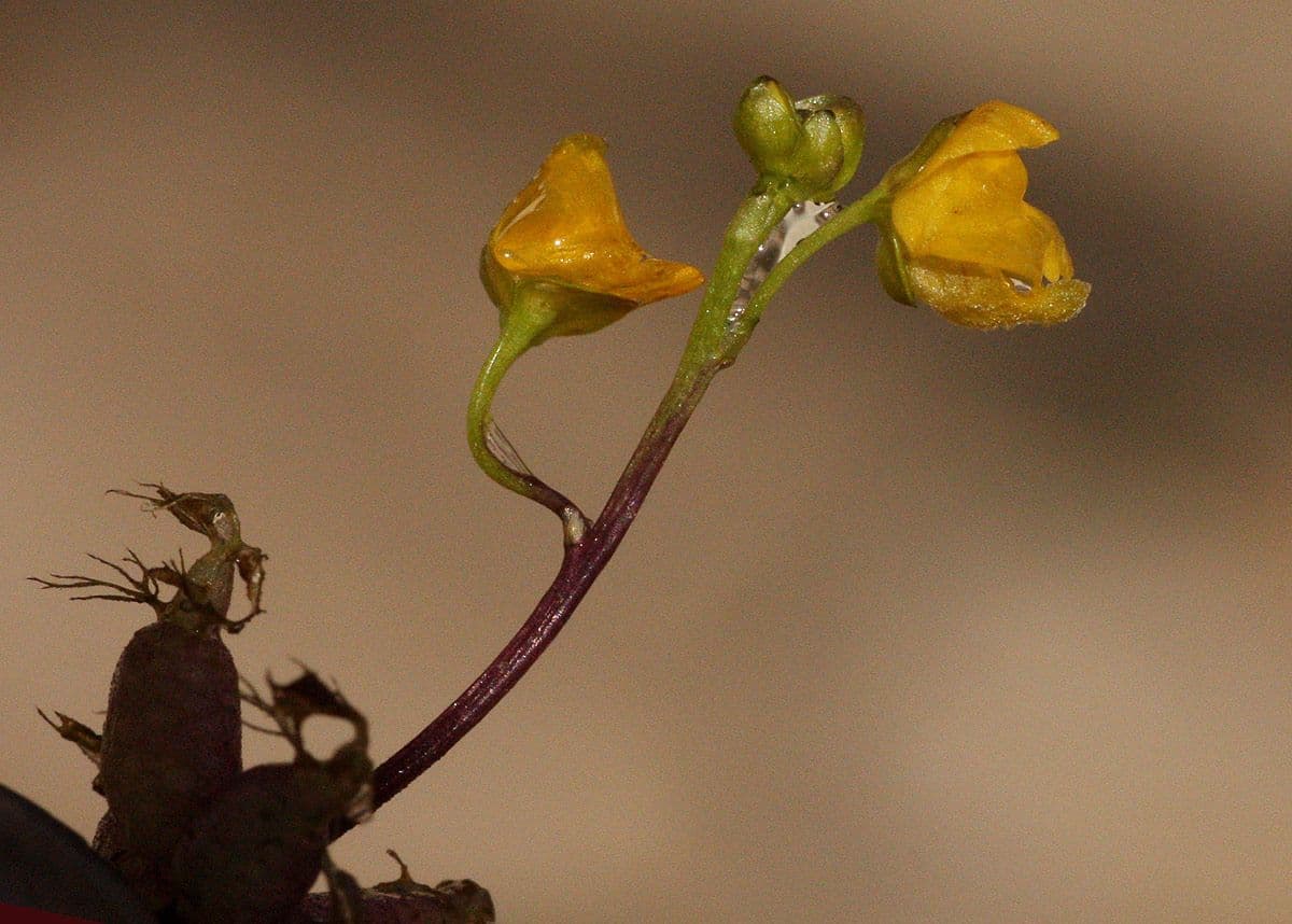 Utricularia foliosa 3
