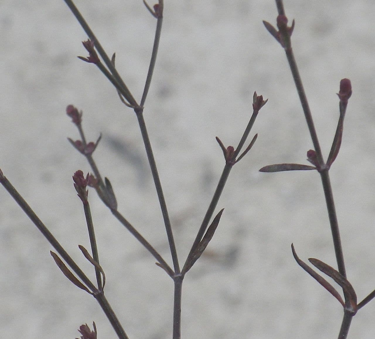 Asperula 4
