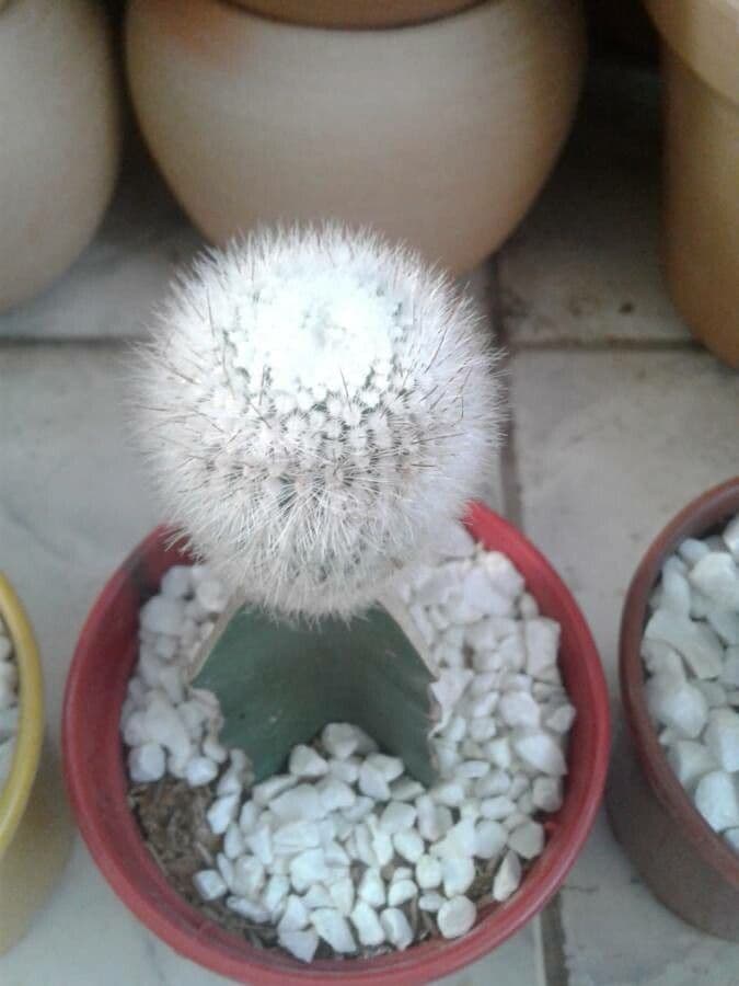 Parodia 17