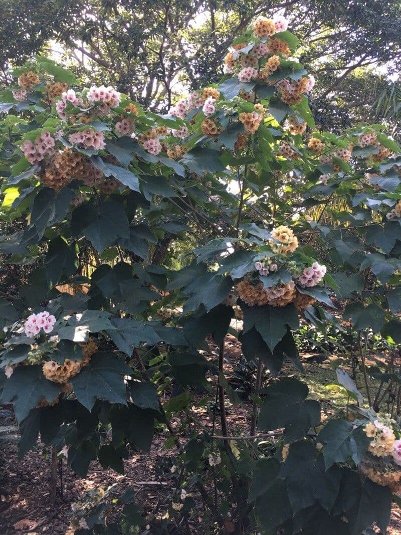 Dombeya burgessiae 15