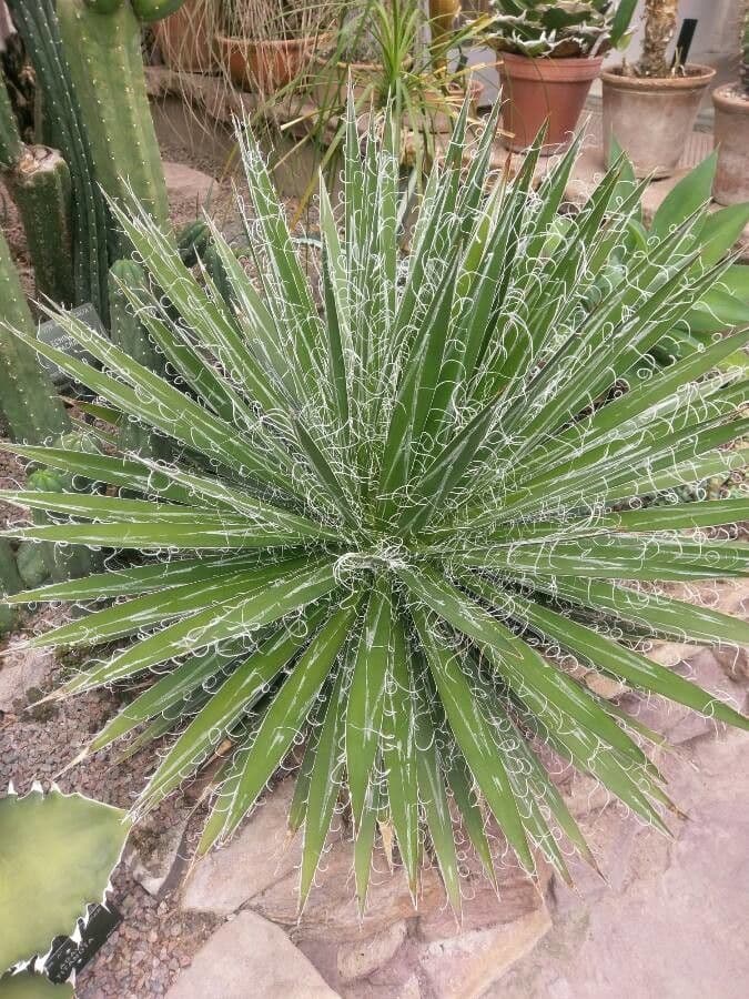 Palmlilie 4