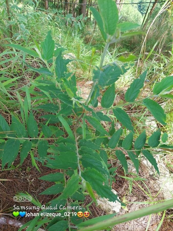 Trema canapa 11