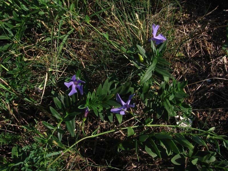 Pervinca erbacea 6