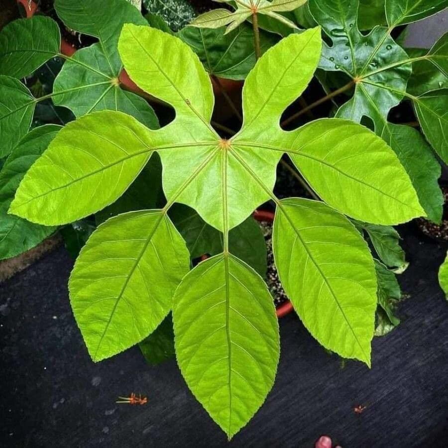 Brassaiopsis 3