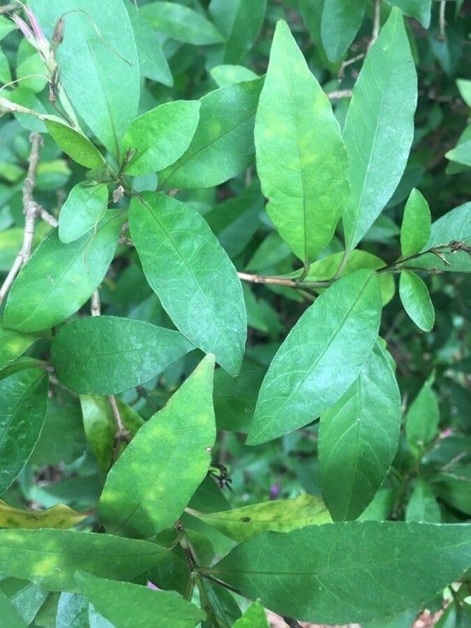 Pseuderanthemum 9