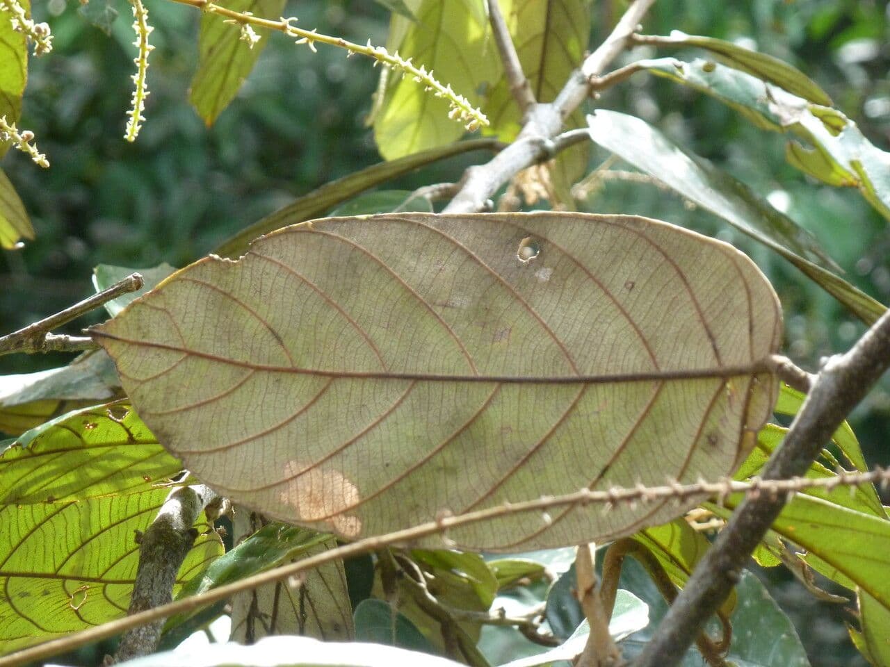 Licania 12