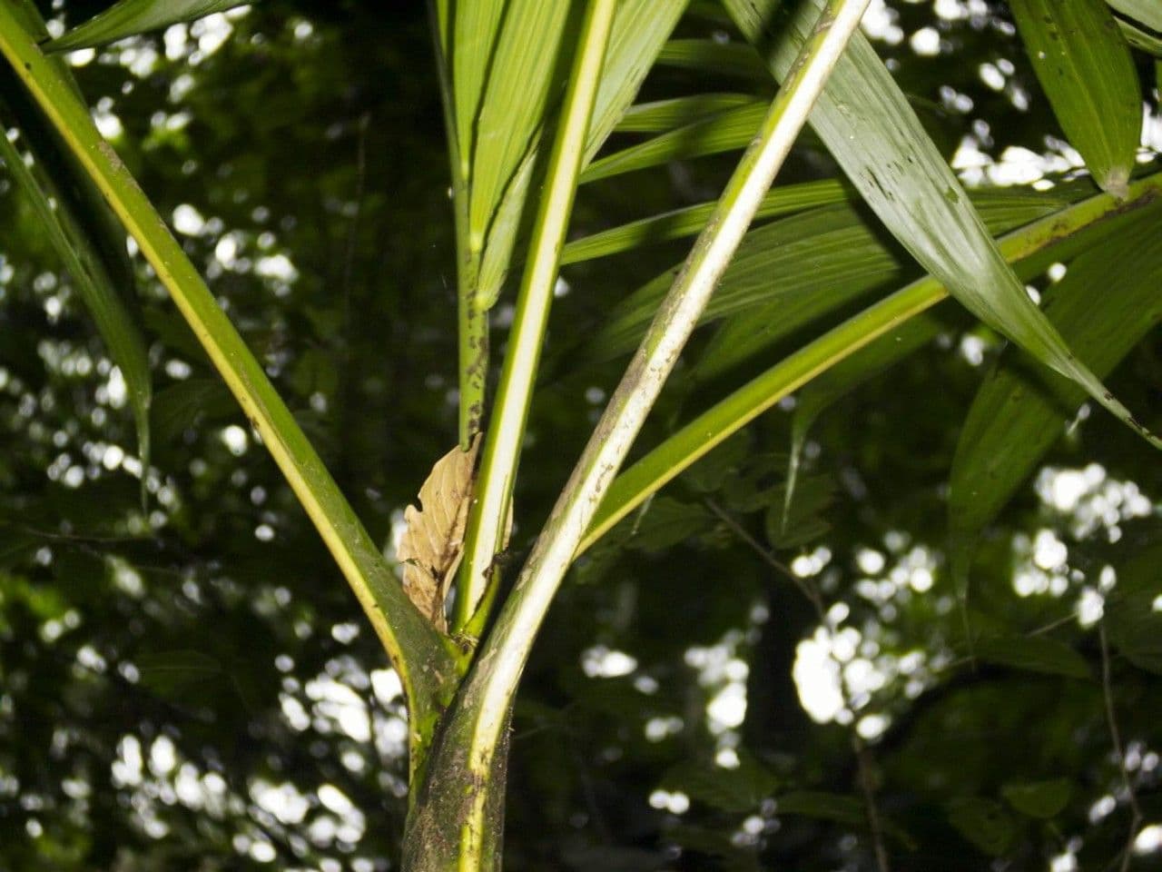 Palma tepejilote 22
