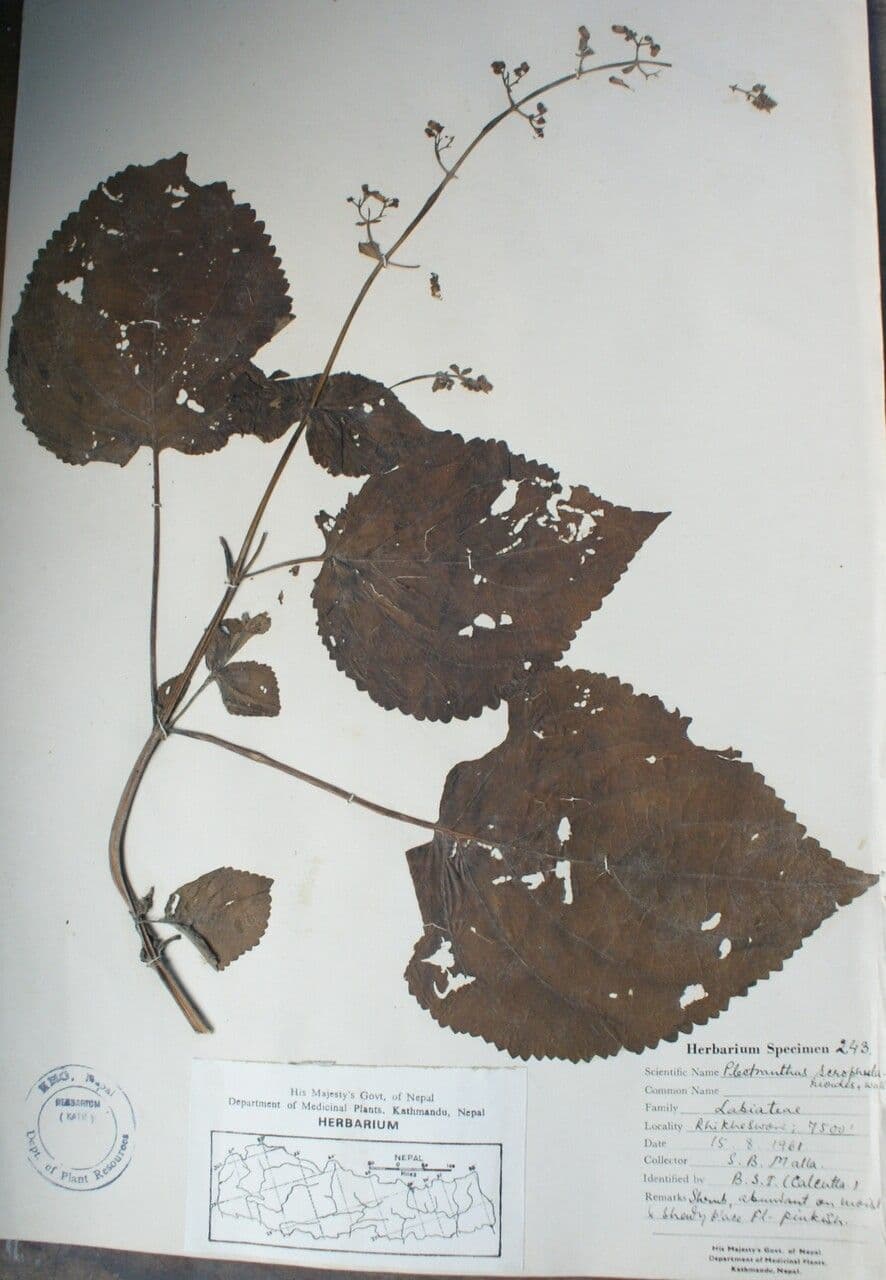 Isodon 7