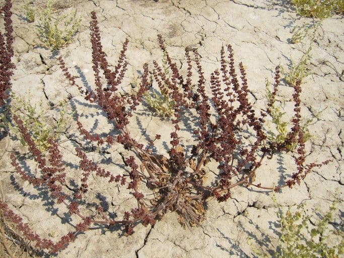 Rumex dentatus 6