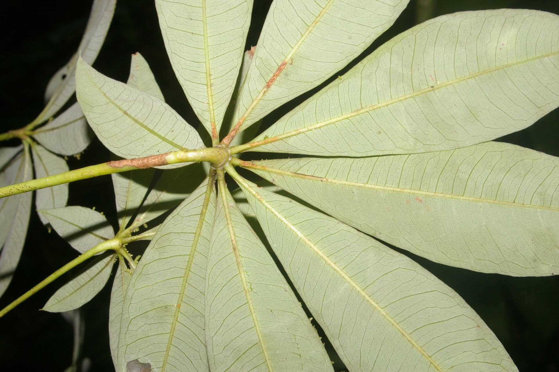Spirotheca 16