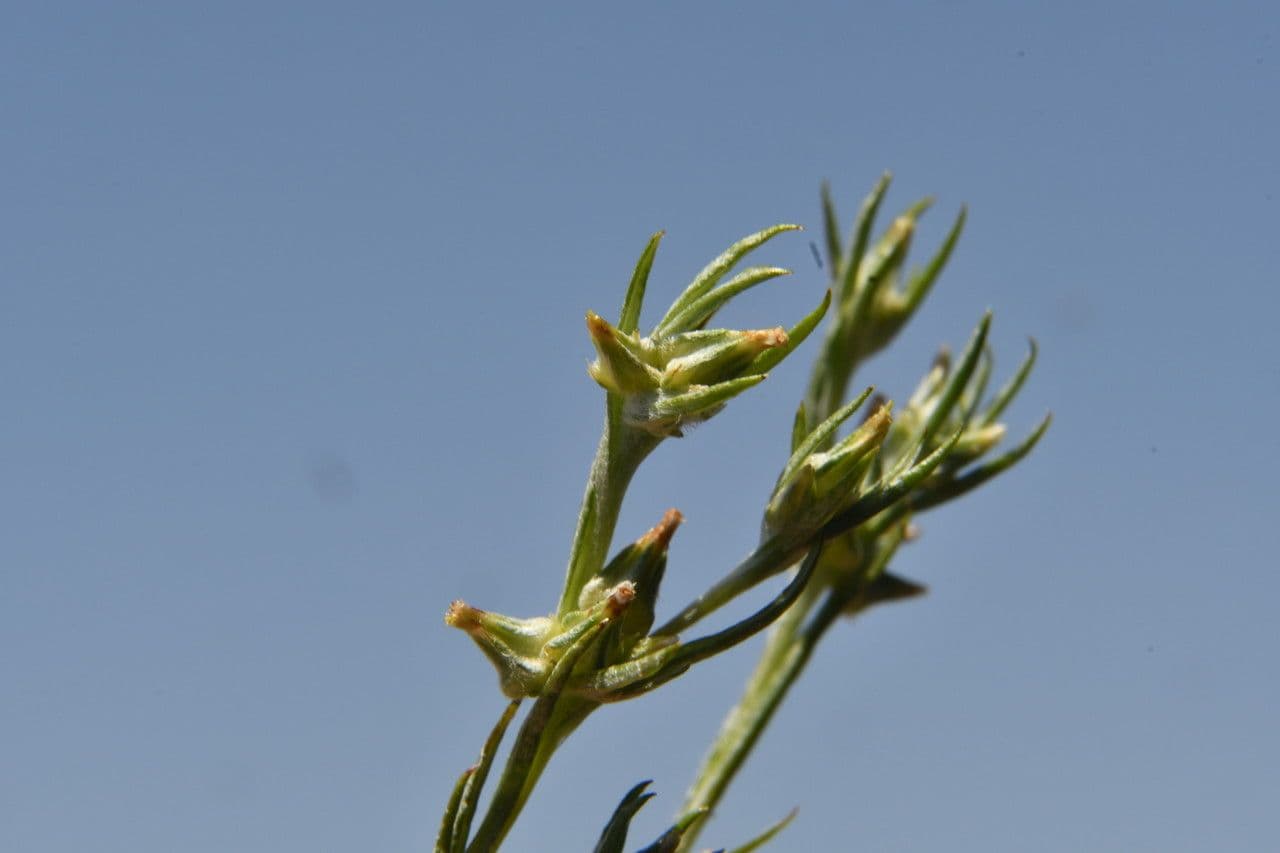 Bambagia francese