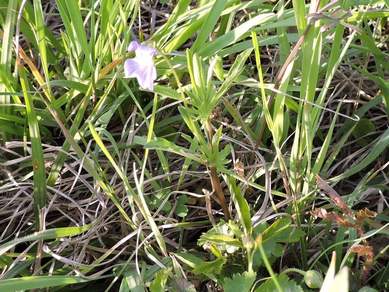 Viola bicolore 11
