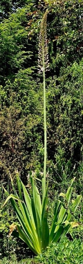 Eremurus himalajski 6