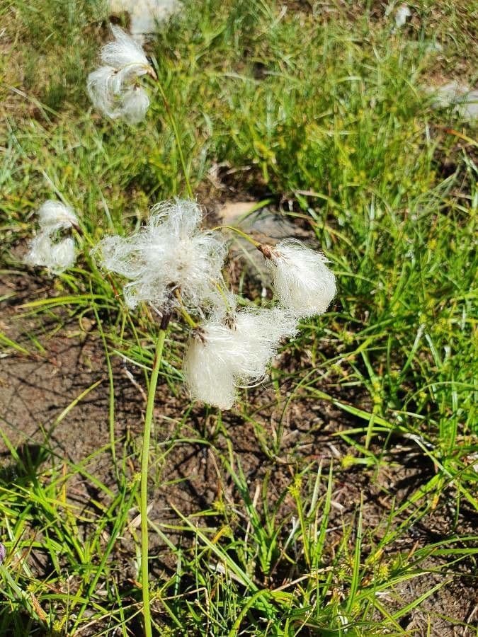 Schmalblättriges Wollgras 27