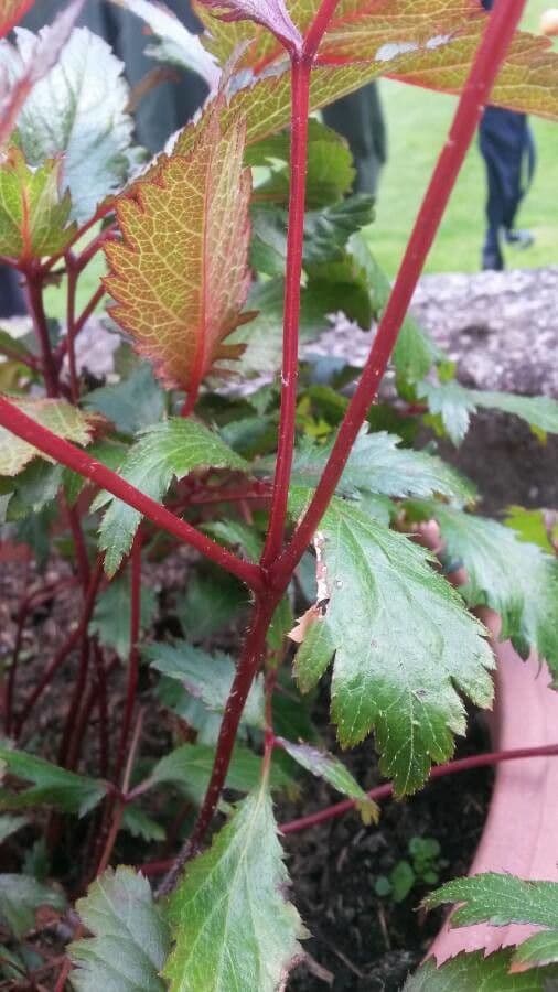 Astilbe giapponese 24