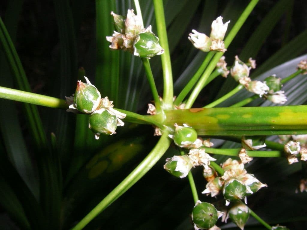 Lomandra insulare