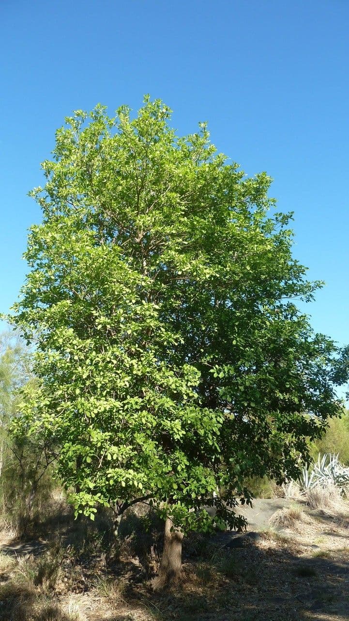 Tabebuia bledá 14