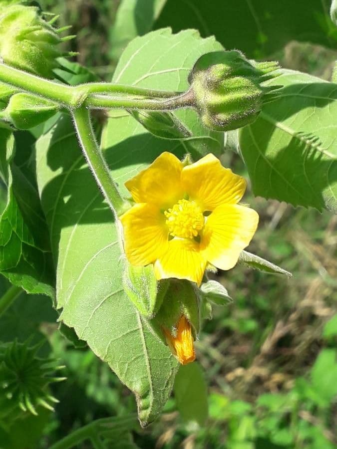 Abutilon di Teofrasto 9