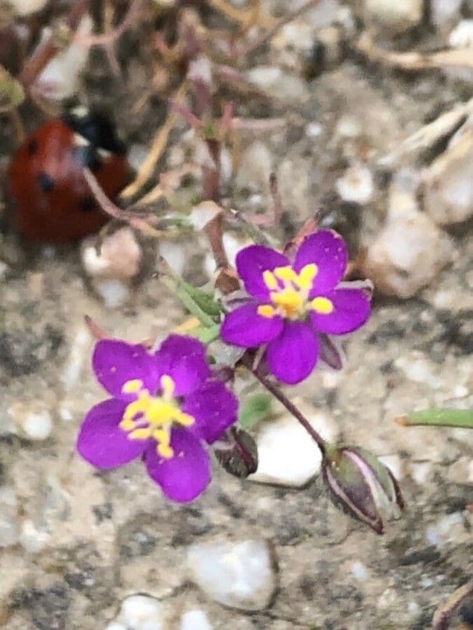 Spergularia purpurea 2