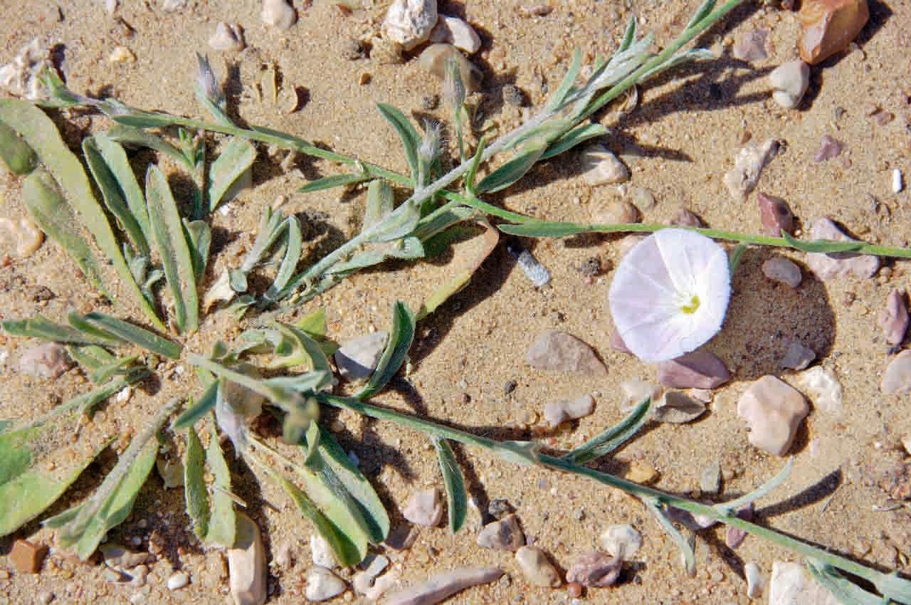 Iskerník plazivý 13