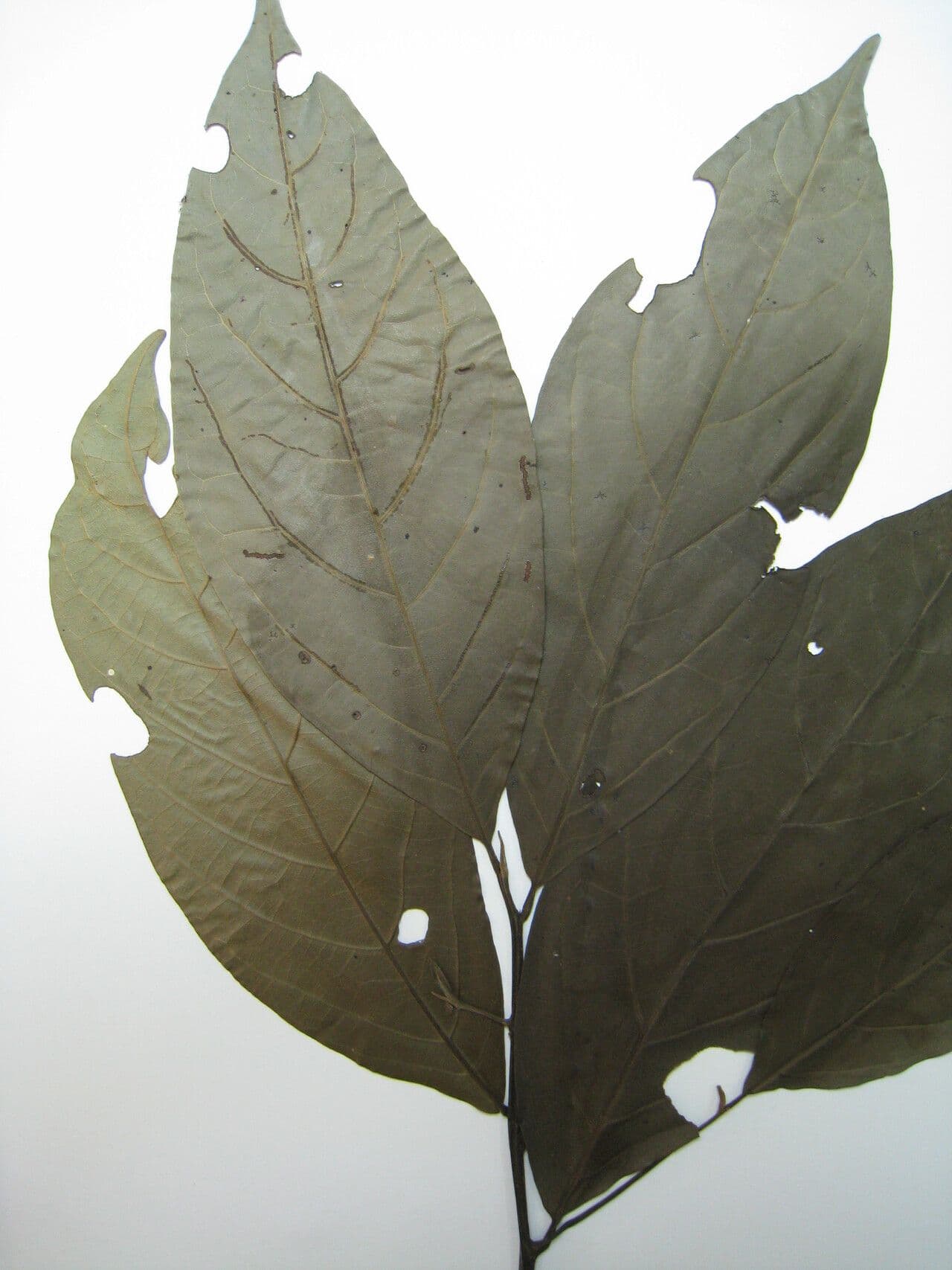 Cordia 2