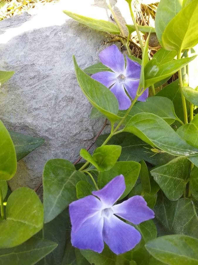 Pervinca maggiore 8