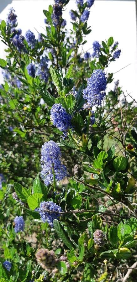 Ceanoto arboreo 28