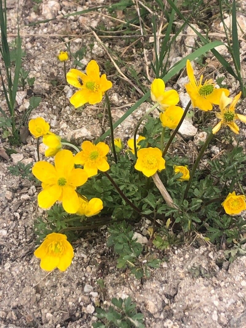 Ranunculus ollissiponensis