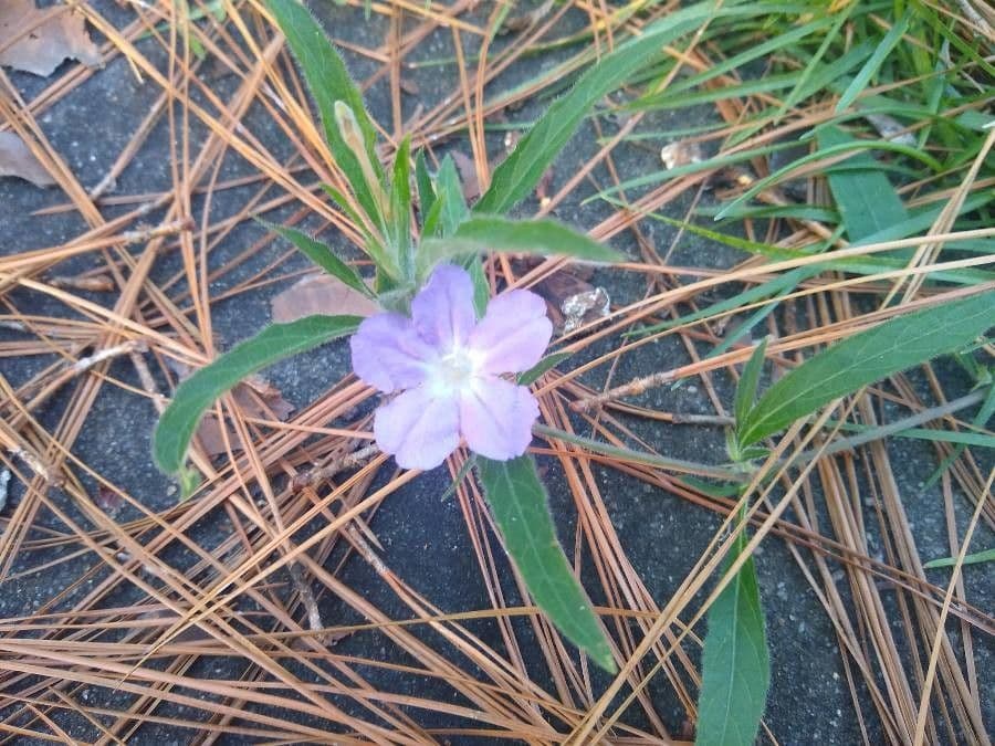 Ruellia 4