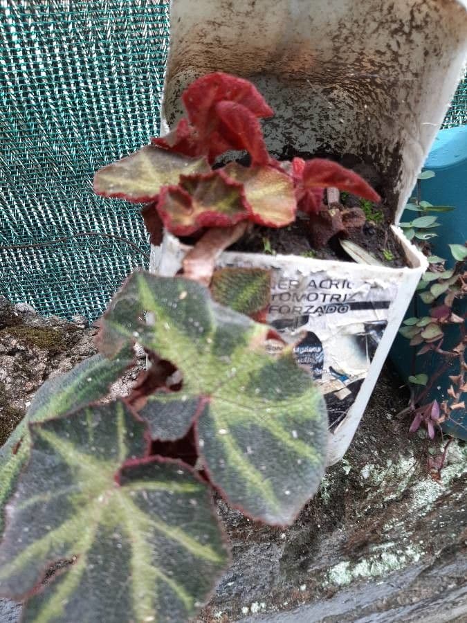 Begonia 10