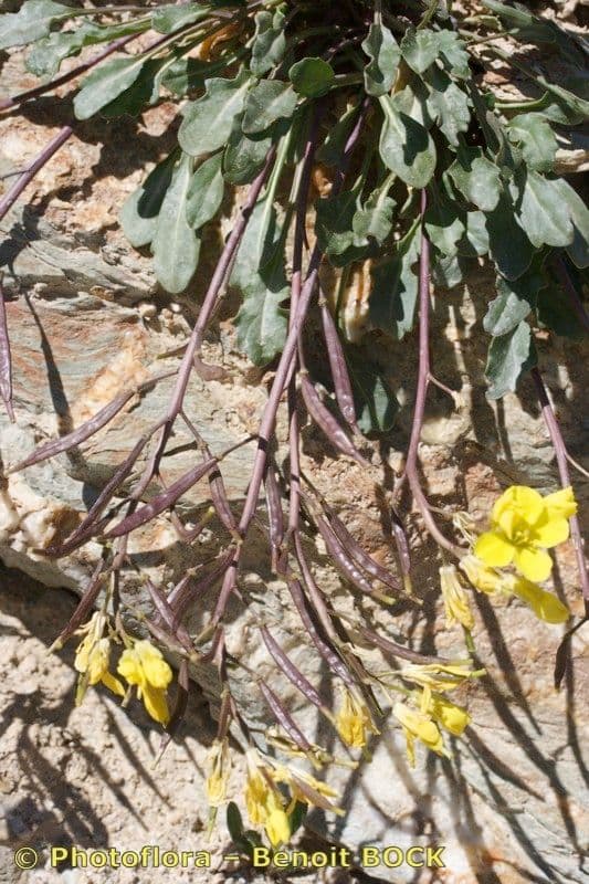 Brassica repanda 21