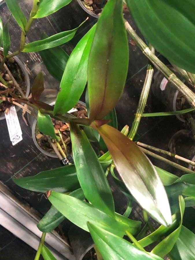 Orchidée nocturne 15
