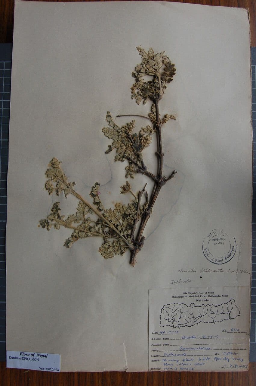 Clematis 8