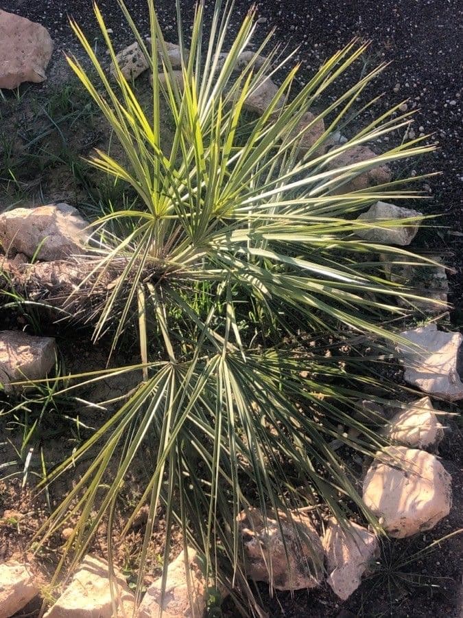Trithrinax 4