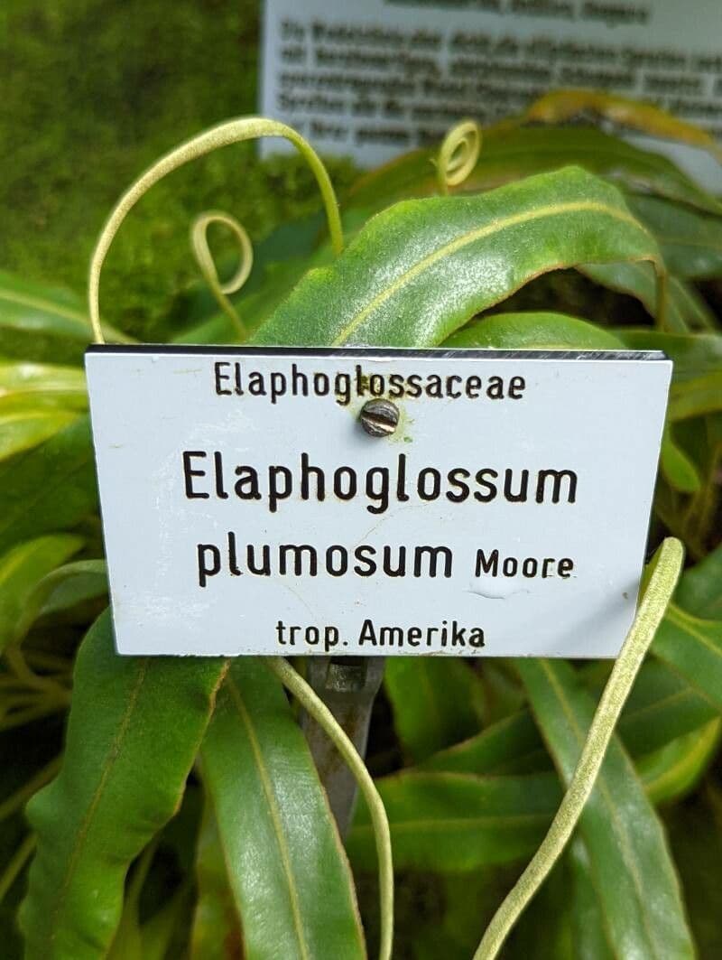 Elaphoglossum 4