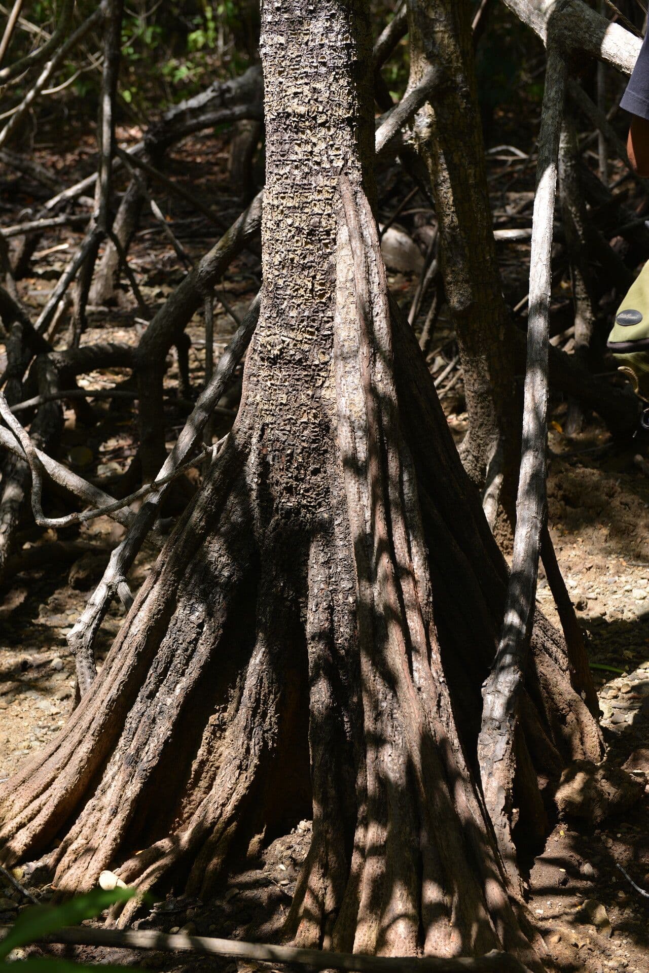 Pelliciera 12