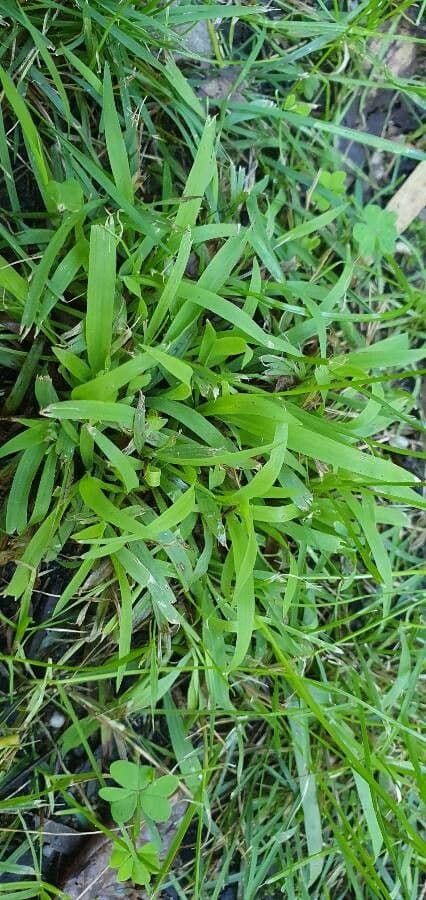 Erba pimento 17