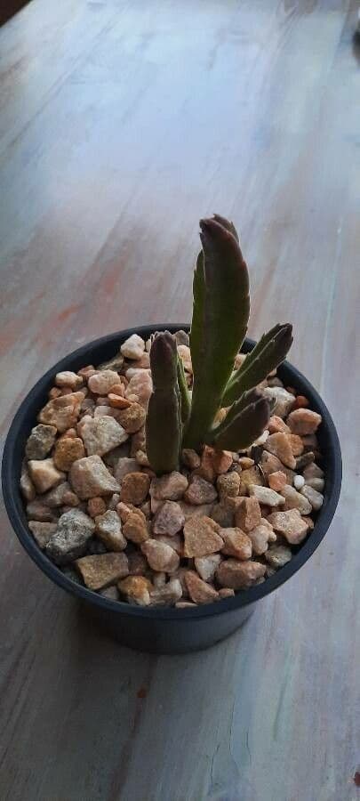Stapelia 12