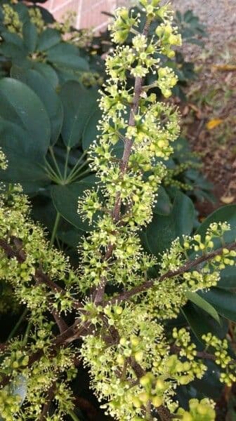 Schefflera arbicole 9
