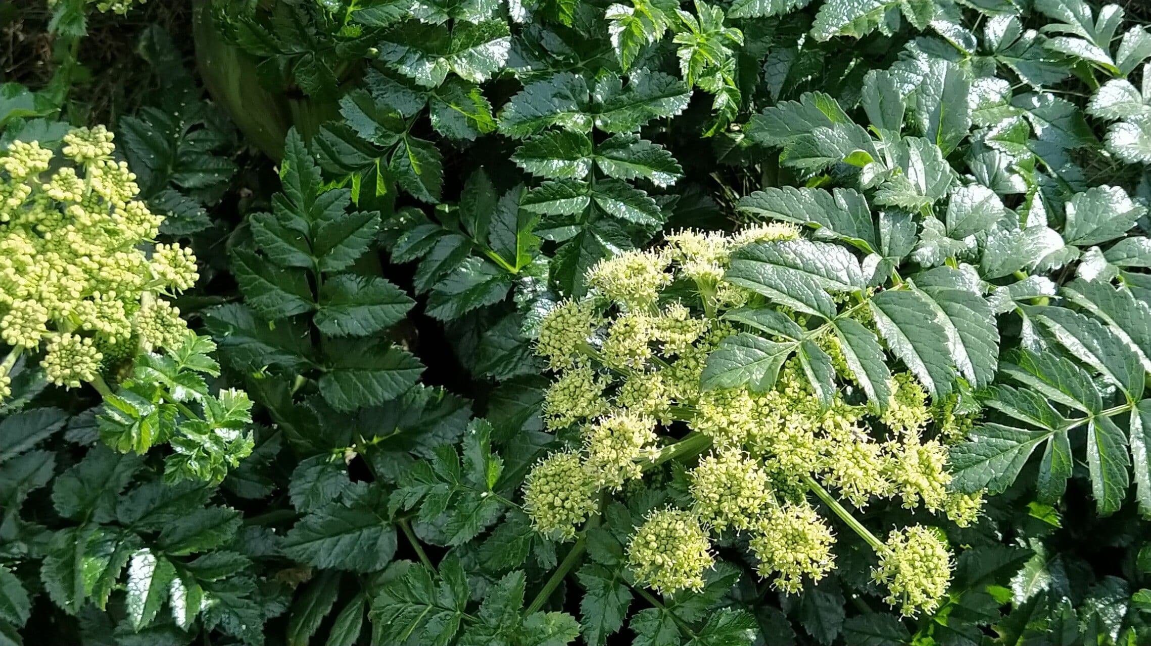 Angelica pachycarpa 2
