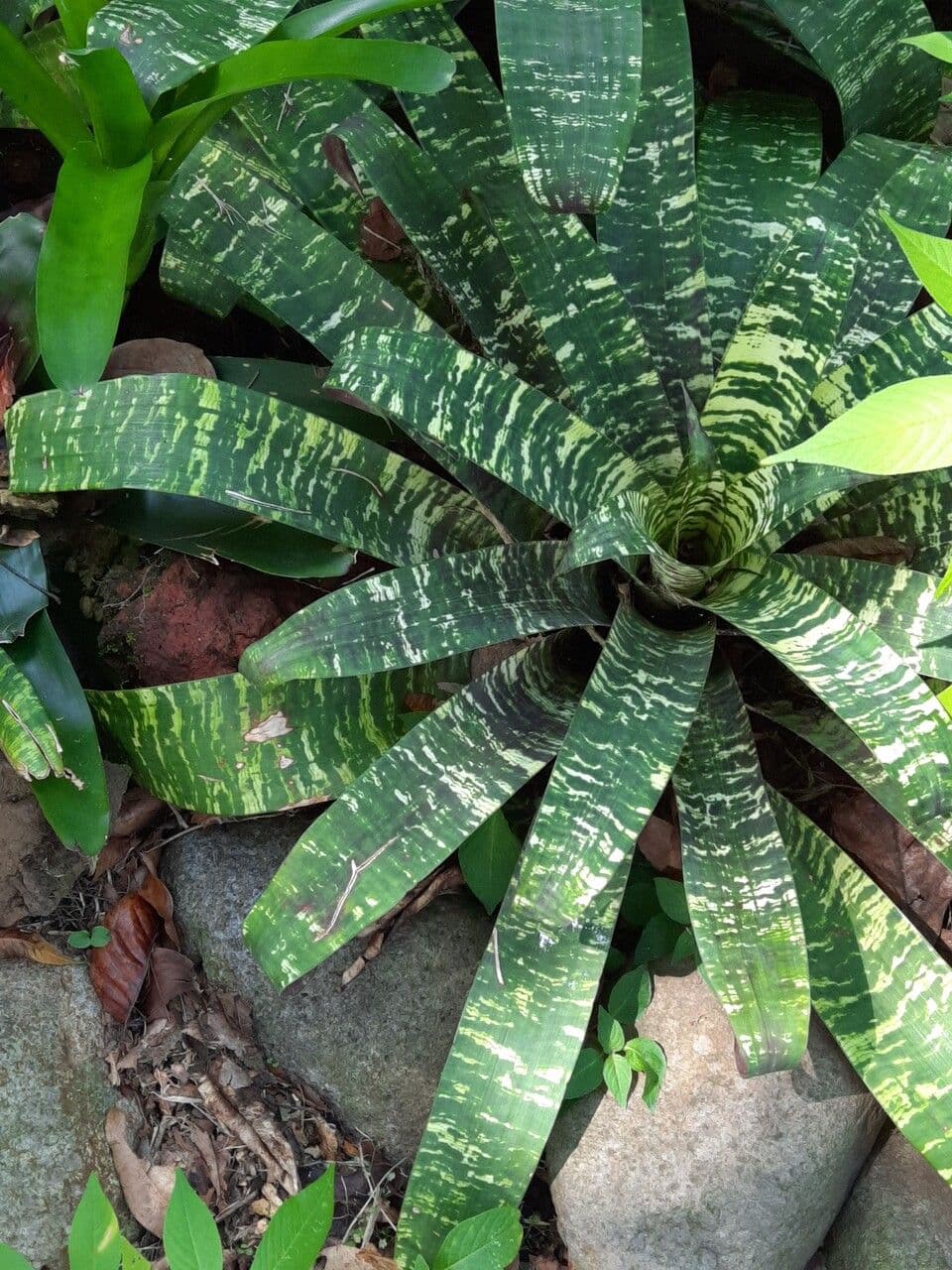 Vriesea 15