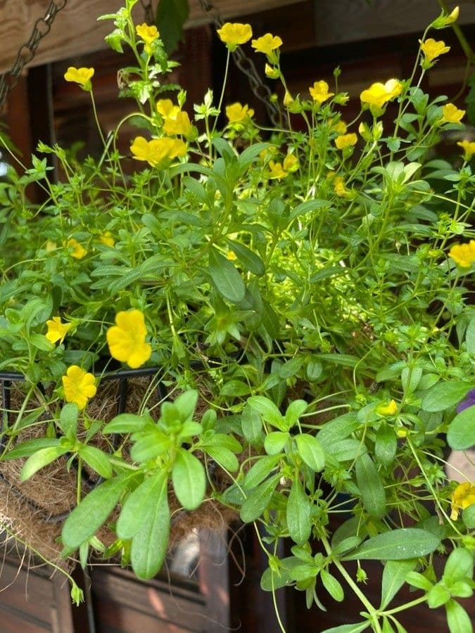 Mecardonia procumbens 5