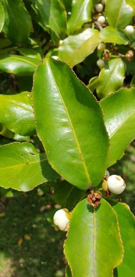 Aphloia theiformis 18